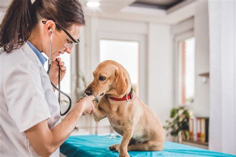 affordable veterinarians near me.